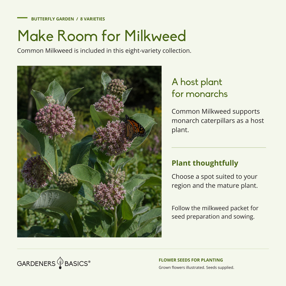 Common Milkweed with a monarch butterfly, explaining its role as a host plant for monarch caterpillars.