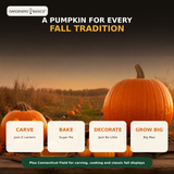 Four-step outdoor pumpkin seed planting guide for a home pumpkin patch