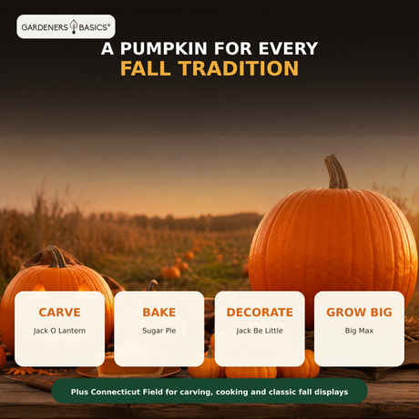 Four-step outdoor pumpkin seed planting guide for a home pumpkin patch