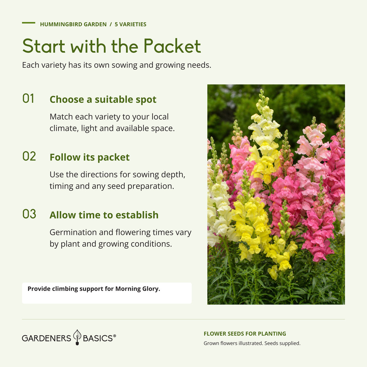 Planting guidance: choose a suitable spot, follow each seed packet and allow time to establish; provide climbing support for Morning Glory.