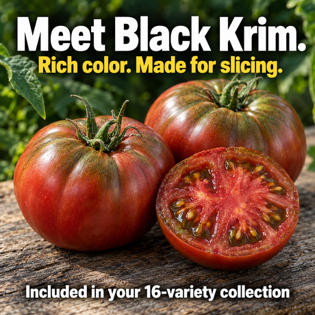 Dark red Black Krim tomatoes shown whole and sliced