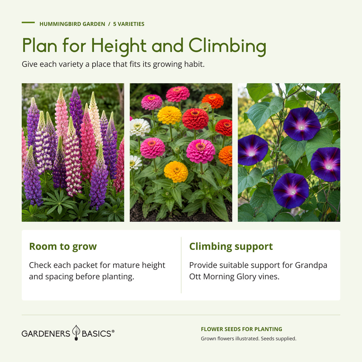 Garden planning with illustrated lupine, zinnia and morning glory; check mature height and spacing and provide support for Morning Glory vines.
