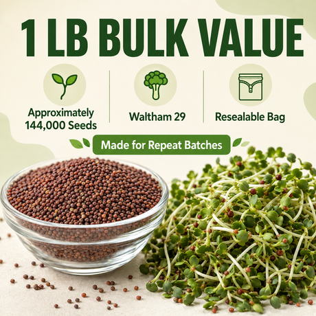 Promotional product graphic for bulk waltham 29 seeds, showing a glass bowl filled with small brown seeds, a pile of green sprouts, and text reading '1 LB BULK VALUE,' 'Approximately 144,000 Seeds,' 'Waltham 29,' and 'Resealable Bag.'.