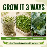Promotional graphic for a Waltham 29 variety seed mix, titled 'GROW IT 3 WAYS' showing three growing stages: sprouts in a glass jar, microgreens in a tray, and mature broccoli. Text at the bottom reads 'One Versatile Waltham 29 Variety'.