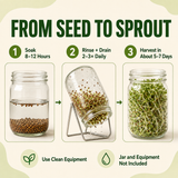 An infographic titled 'FROM SEED TO SPROUT' explains a three-step sprouting process with numbered panels and icons. Step 1 shows seeds soaking in a glass jar for 8-12 hours; Step 2 shows rinsing and draining the seeds daily on a stand; Step 3 shows the jar filled with green sprouts in about 5-7 days.