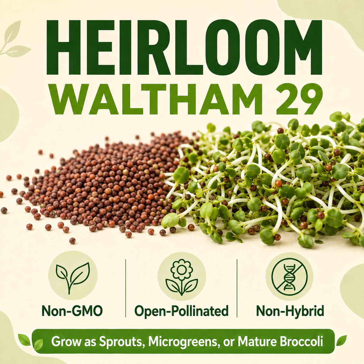 Heirloom Waltham 29 broccoli sprout seed listing graphic showing a pile of brown seeds next to green sprouts, with text reading 'HEIRLOOM WALTHAM 29' and icons for Non-GMO, Open-Pollinated, and Non-Hybrid.