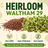 Heirloom Waltham 29 broccoli sprout seed listing graphic showing a pile of brown seeds next to green sprouts, with text reading 'HEIRLOOM WALTHAM 29' and icons for Non-GMO, Open-Pollinated, and Non-Hybrid.