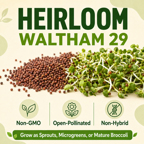 Heirloom Waltham 29 broccoli sprout seed listing graphic showing a pile of brown seeds next to green sprouts, with text reading 'HEIRLOOM WALTHAM 29' and icons for Non-GMO, Open-Pollinated, and Non-Hybrid.