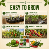 Steps for starting pepper seeds indoors and transplanting seedlings outdoors
