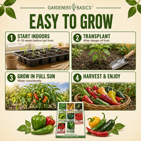 Steps for starting pepper seeds indoors and transplanting seedlings outdoors