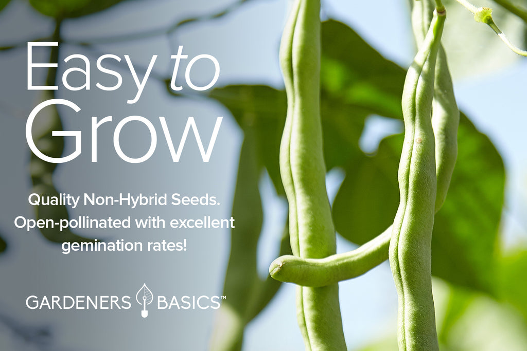 Fresh, Flavorful, & Hearty: Bean Seed Pack for Every Gardener