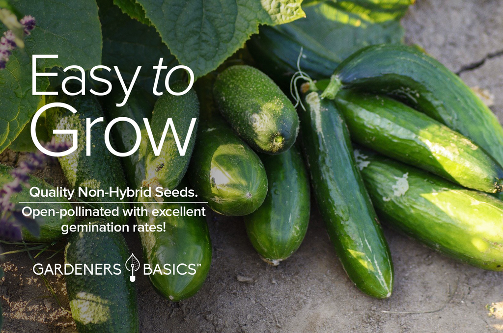 Grow Fresh, Crispy Cucumbers with Spacemaster Planting Seeds