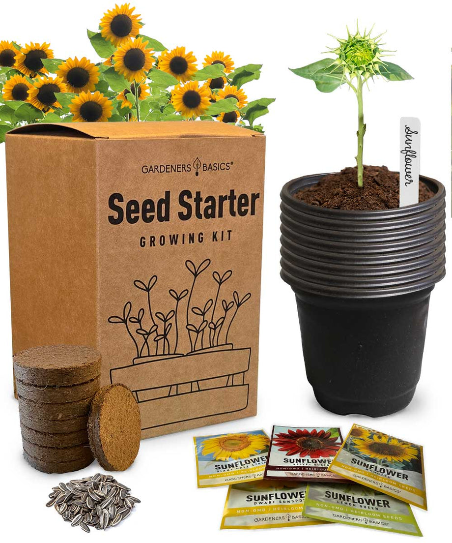 sunflower seeds planting season 5 Sunflower Seed Starter Kit – Grow Giant, Mammoth, Lemon Queen & More – Gardeners Basics