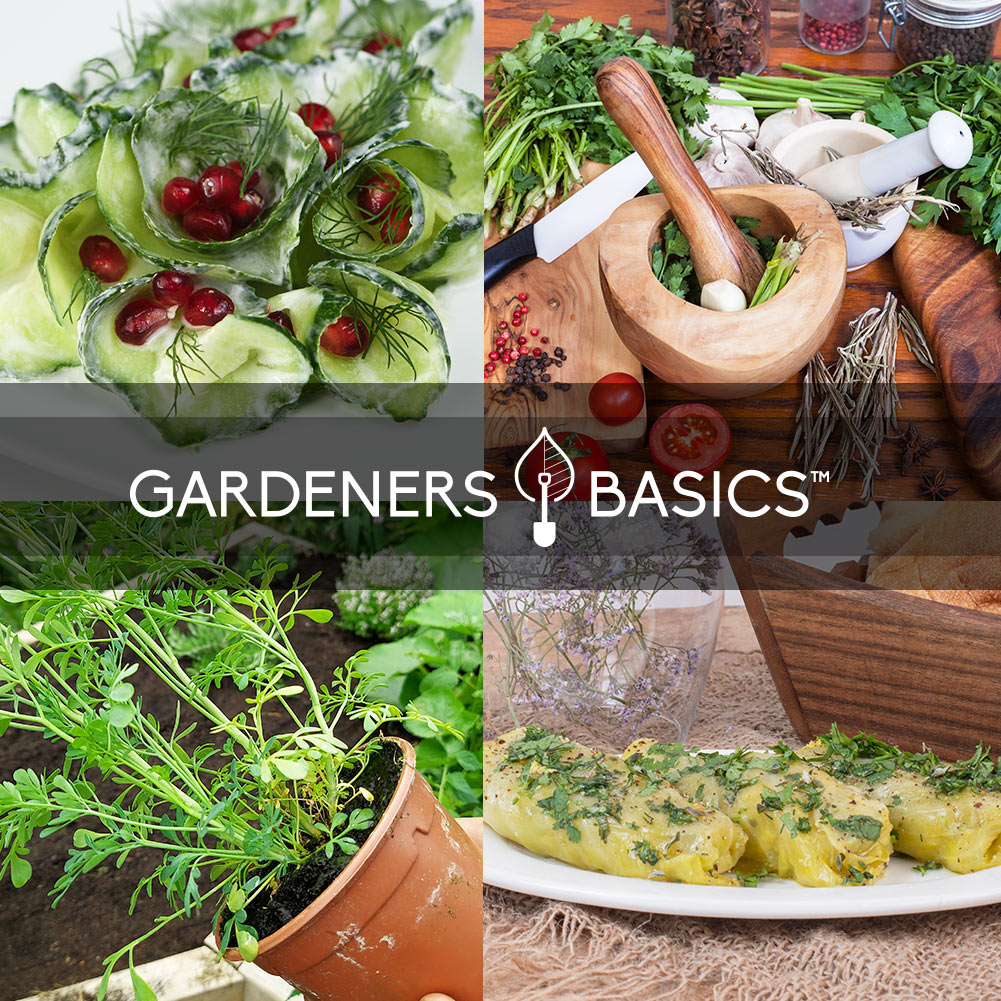 8 Herb Garden Kit – Grow Culinary & Medicinal Herbs Indoors or Outdoors