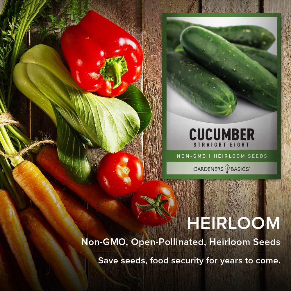 Straight Eight Cucumber Seeds: Elevate Your Garden and Culinary Creations