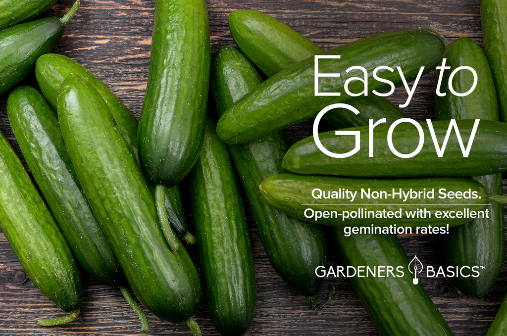 Plant Straight Eight Cucumber Seeds for a Bountiful, Delicious Harvest