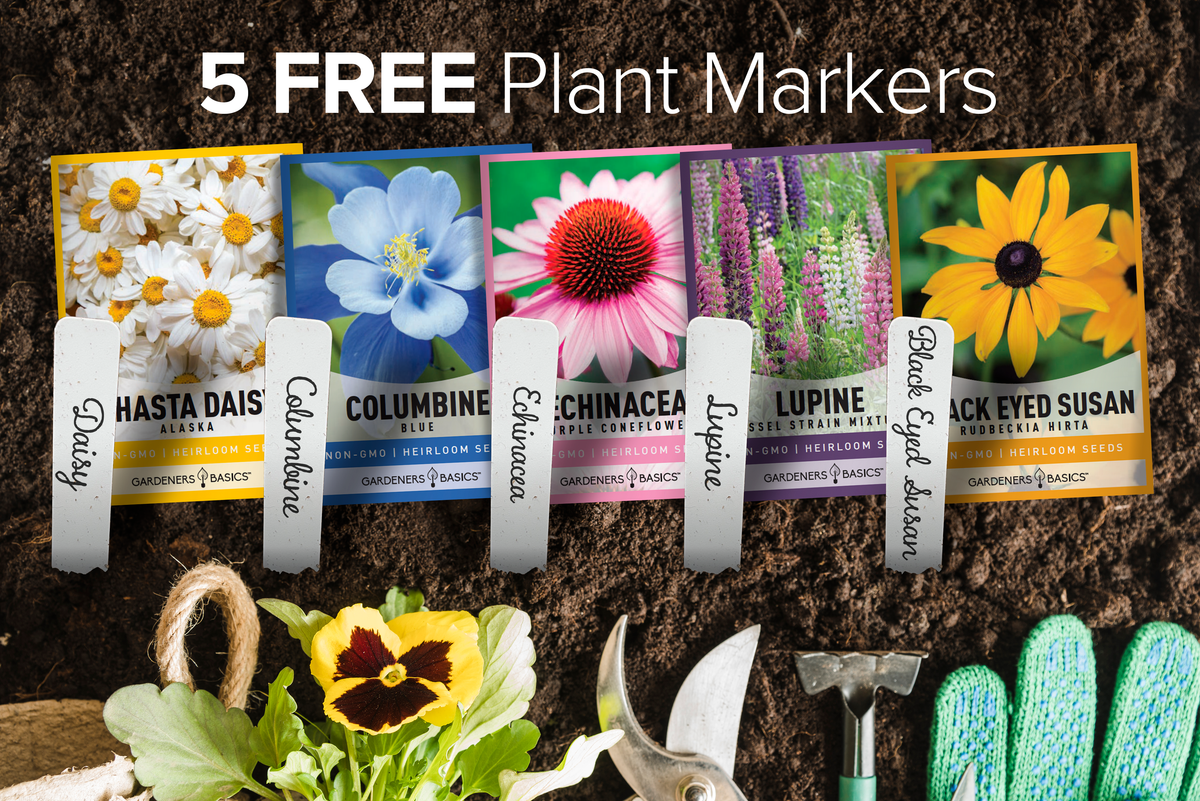 Five perennial flower seed packets with labeled plant markers for daisy, columbine, echinacea, lupine and Black Eyed Susan