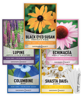 Gardeners Basics five-variety perennial flower seed packets with lupine, blue columbine, purple coneflower, Black Eyed Susan and Shasta daisy