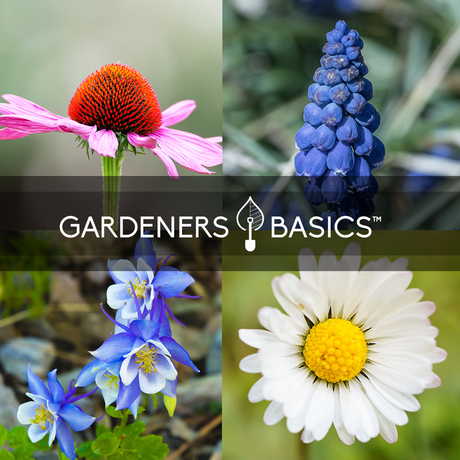 Gardeners Basics flower collage with purple coneflower, blue columbine, blue flower spikes and white daisy