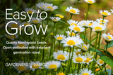 White daisies in bloom with Gardeners Basics Easy to Grow, non-hybrid and open-pollinated seed message