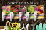 Zinnia Seeds for Outdoor Planting | 5 Variety Pack