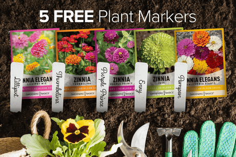 Zinnia Seeds for Outdoor Planting | 5 Variety Pack