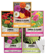 Zinnia Seeds for Outdoor Planting | 5 Variety Pack
