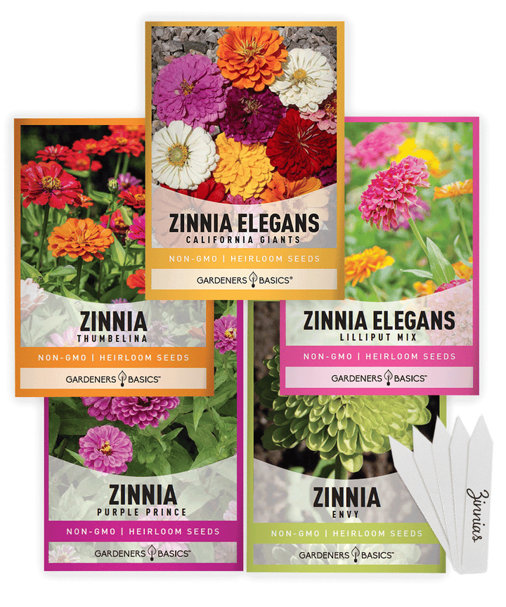 Zinnia Seeds for Outdoor Planting | 5 Variety Pack