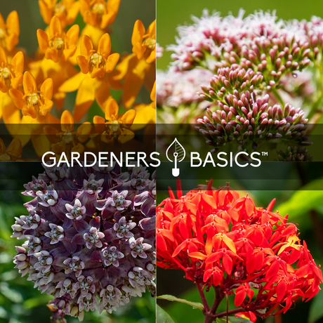 Collage of four different flower types with 'Gardeners Basics' logo in the center.