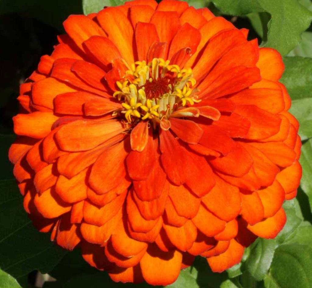 Fall Blooming Flowers: Enjoying Zinnia Orange King Beyond Summer