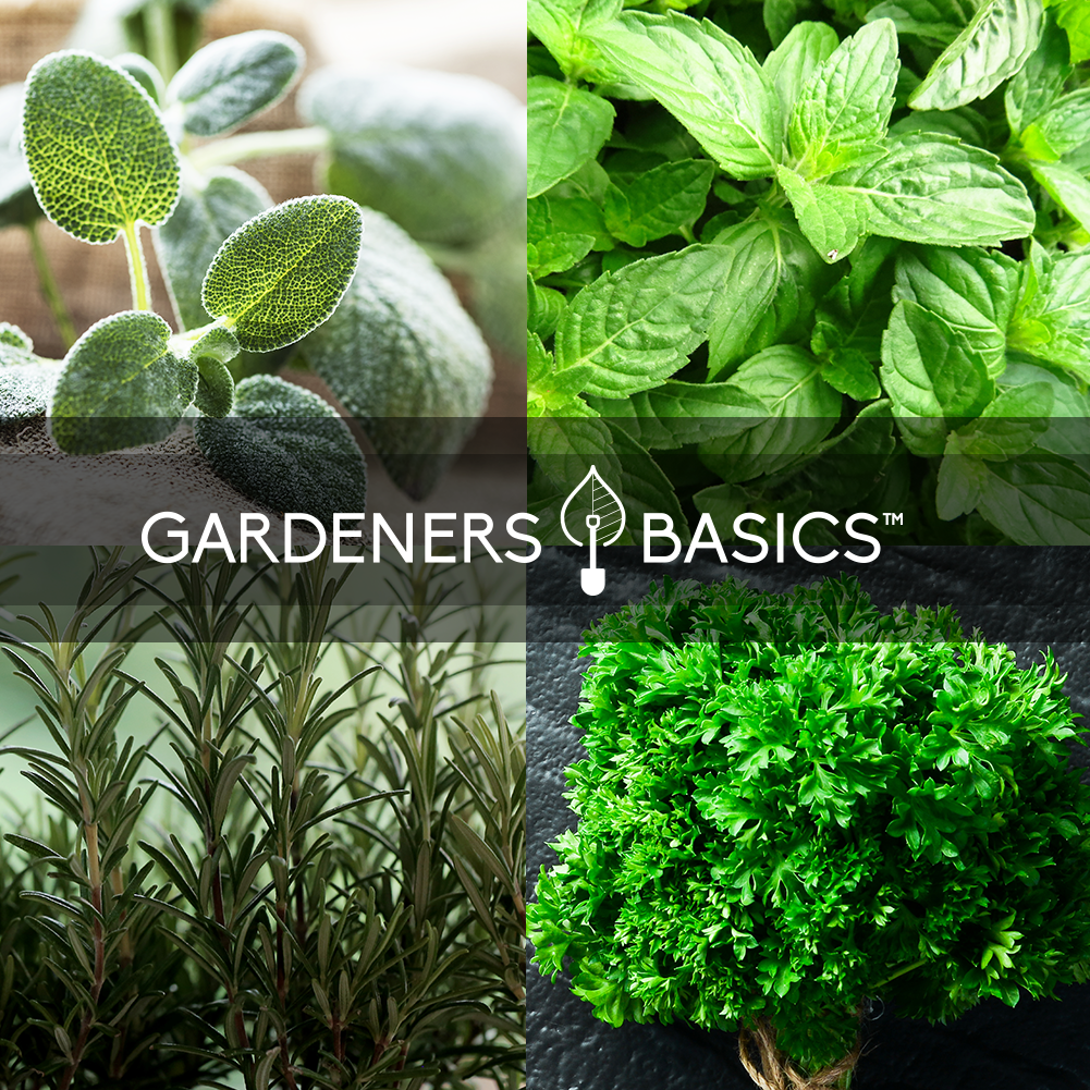 Fresh and Flavorful Italian Herbs: 5 Varieties for Your Garden