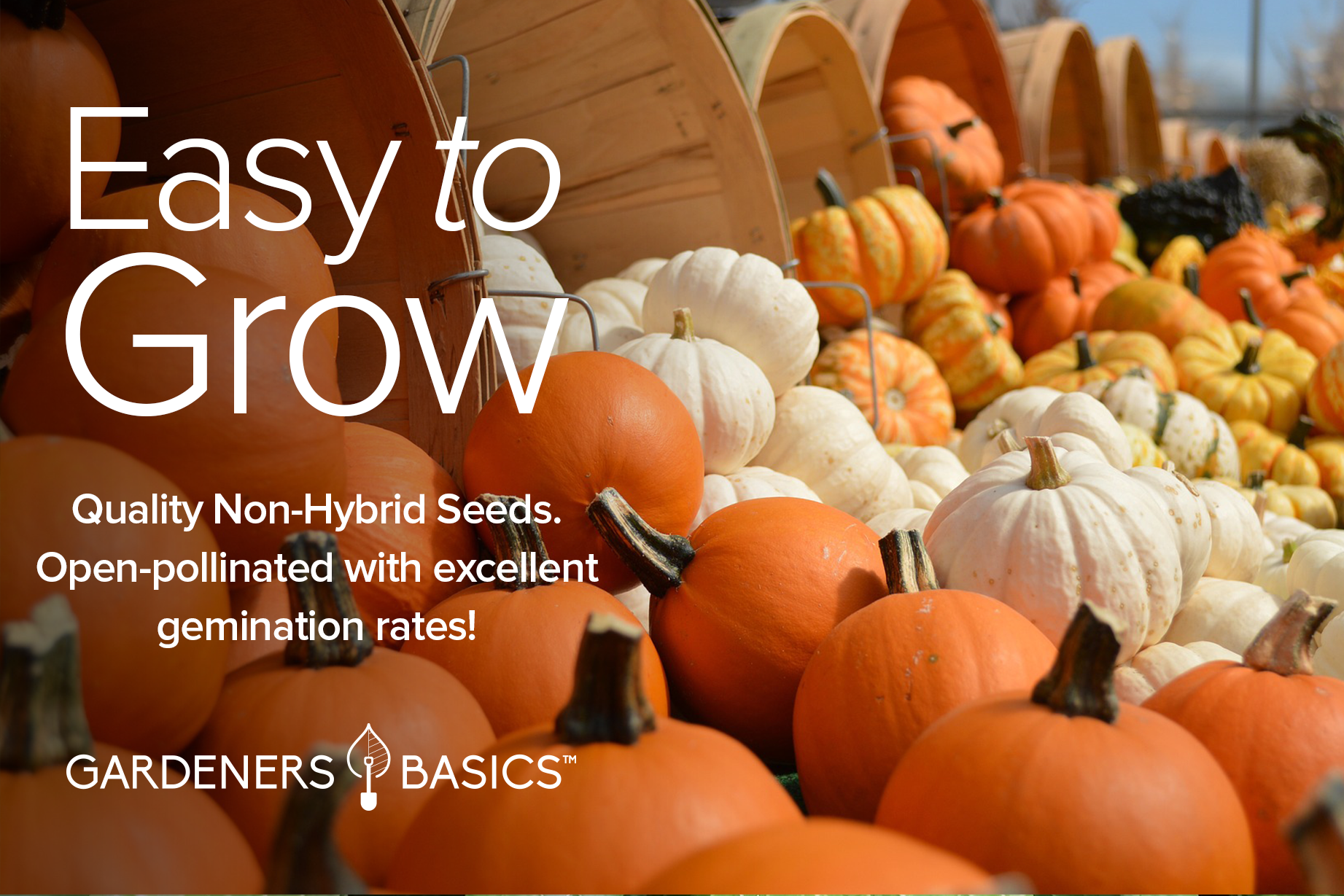 best pumpkin seeds for planting Unique Heirloom Pumpkin Seed Assortment