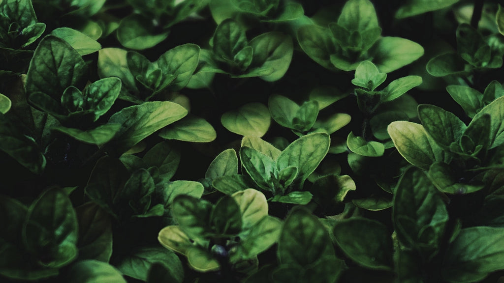 Unleash Your Inner Gardener: Plant and Harvest Exquisite Basil Varieties