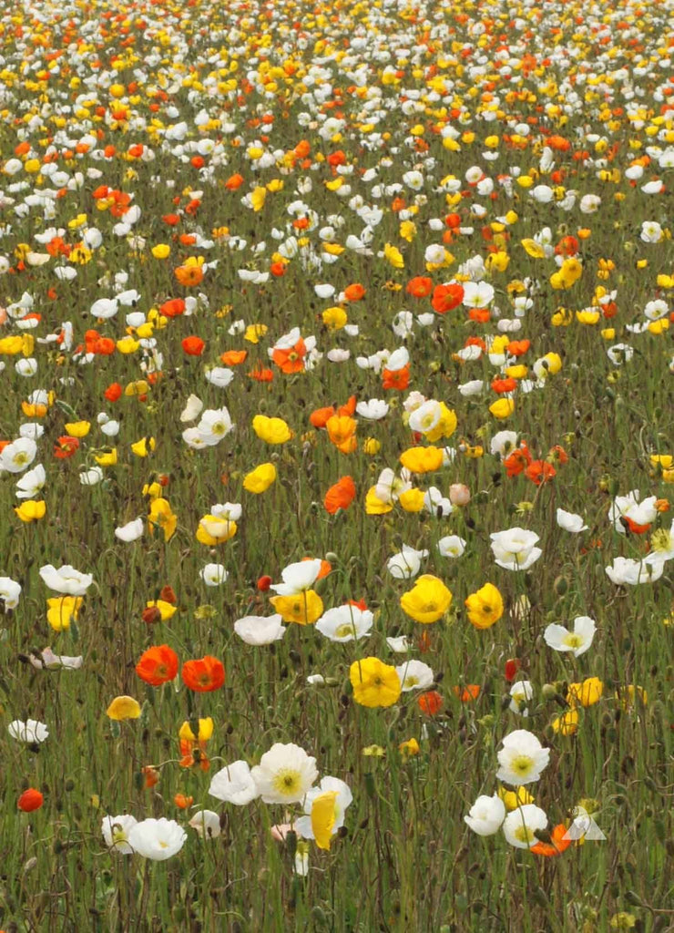 Growing Iceland Poppies: Tips and Tricks