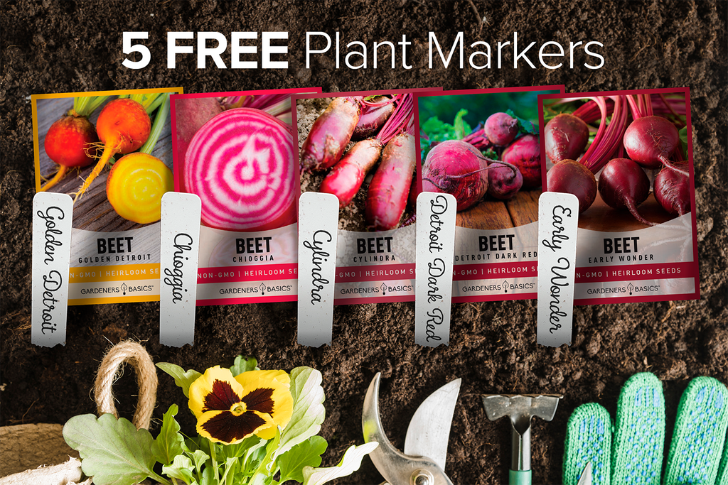 Add Some Color to Your Home Garden with Gardeners Basics' 5 Variety Pack of Beet Seeds