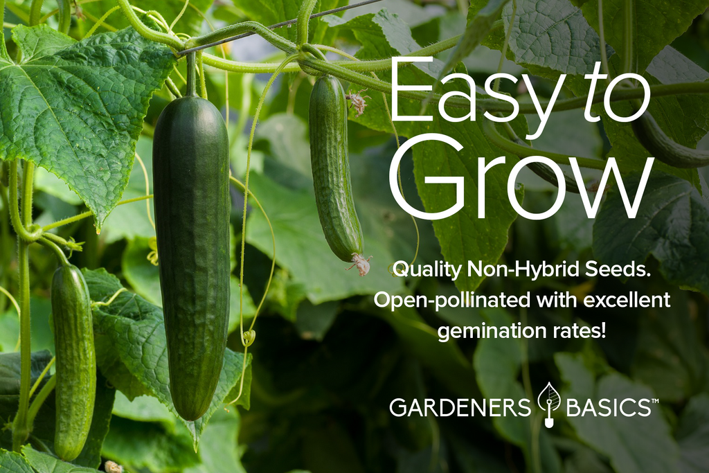 Get Ready for Summer with Our 8 Variety Pack of Cucumber Seeds