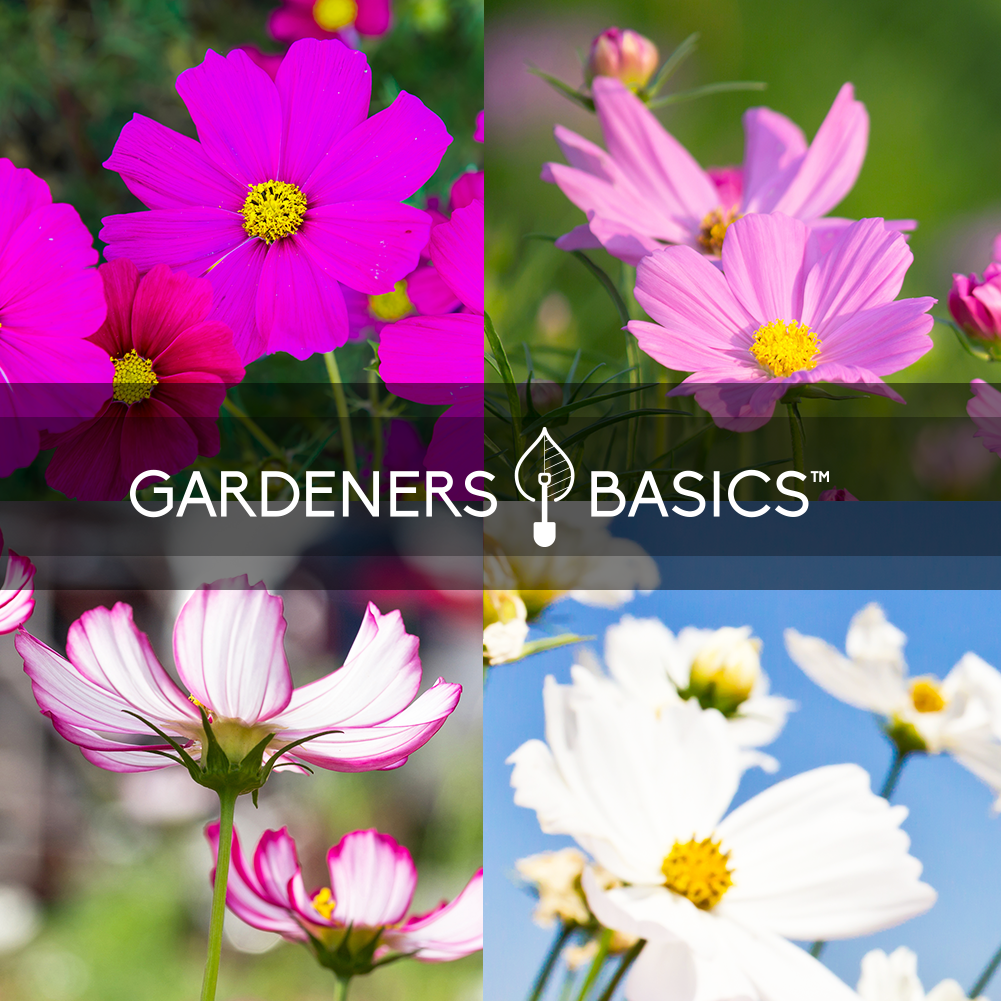 Bring Life to Your Garden with This Assortment of Cosmos Seeds Flower Seeds To Plant