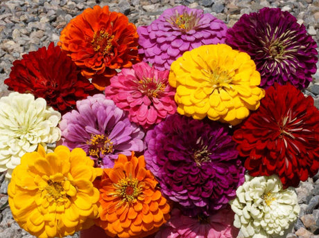 Attract Butterflies to Your Garden with Zinnia Dahlia Flowered Mix