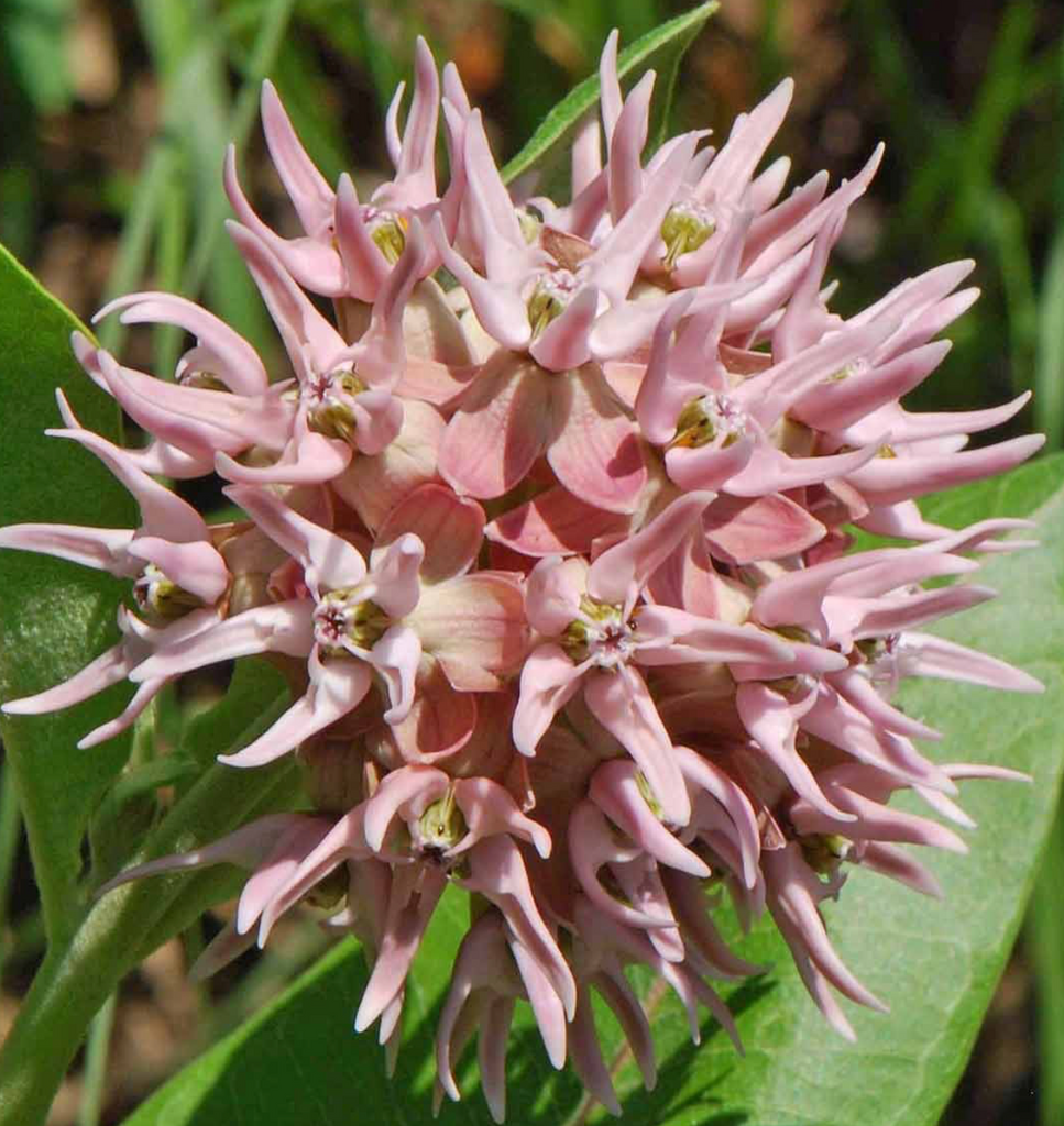 Create a Wildlife Habitat with Showy Milkweed in Your Garden