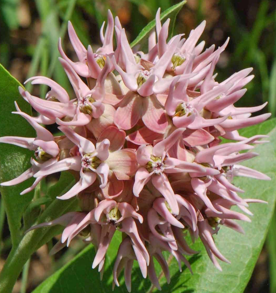 Showy Milkweed Seeds