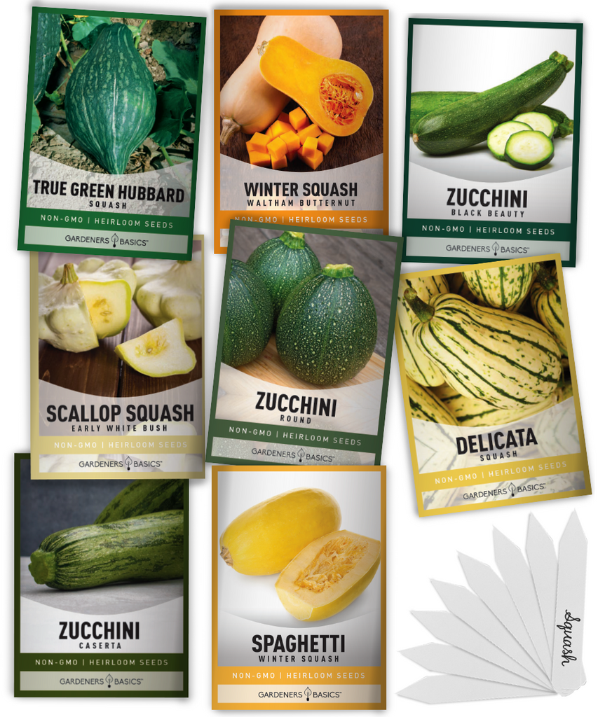 zuchini zuccini organic yellow spagetti survival veggie live rare  vetable zuchinni zukini container bulk flowers soaghetti sqash sqaush spegetti spagethi spagettti spagettii spagehtti squah sqush spagetthi vining victory wholesale cheap bulk sale