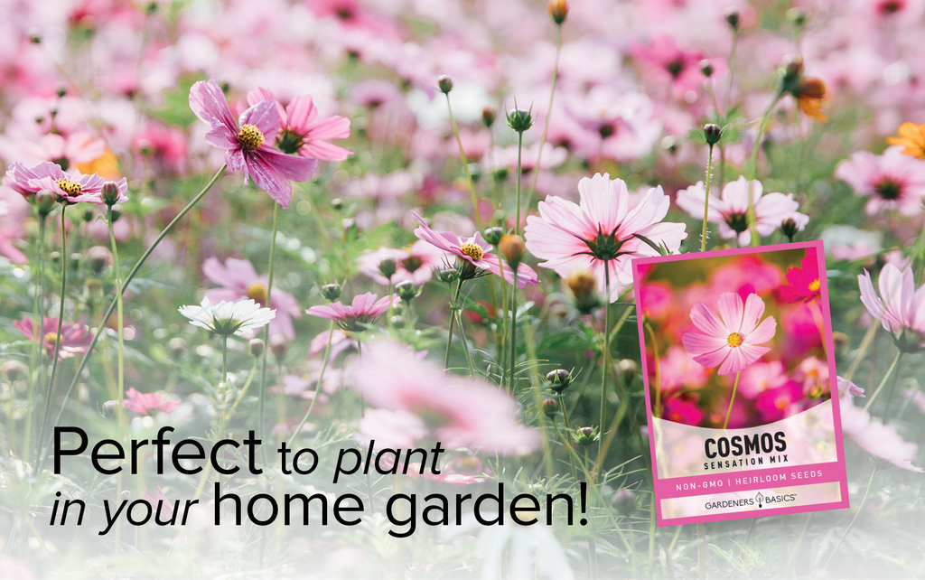 A Guide to Growing Cosmos Sensation Mix Seeds in Full Sun