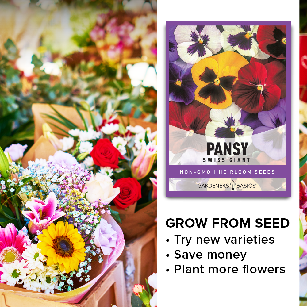 Experience the Beauty of Mixed Colored Pansies with Swiss Giants Mix