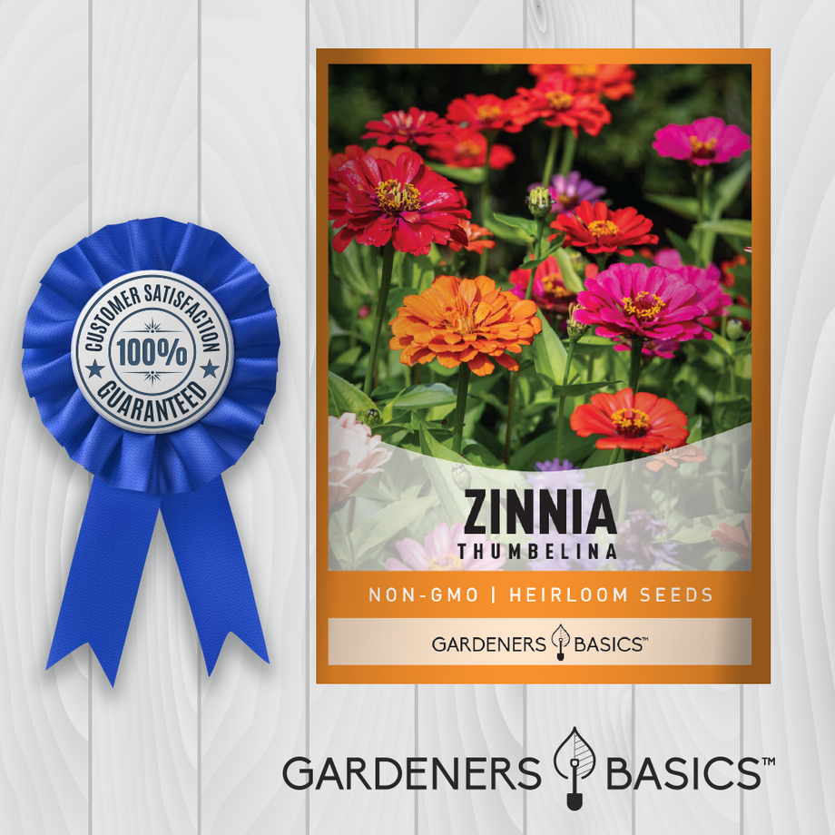 Zinnia Thumbelina Seeds for Planting in Your Home Flower Beds