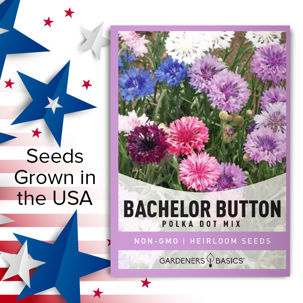 Upgrade Your Garden with Bachelor's Button Polka Dot Mix
