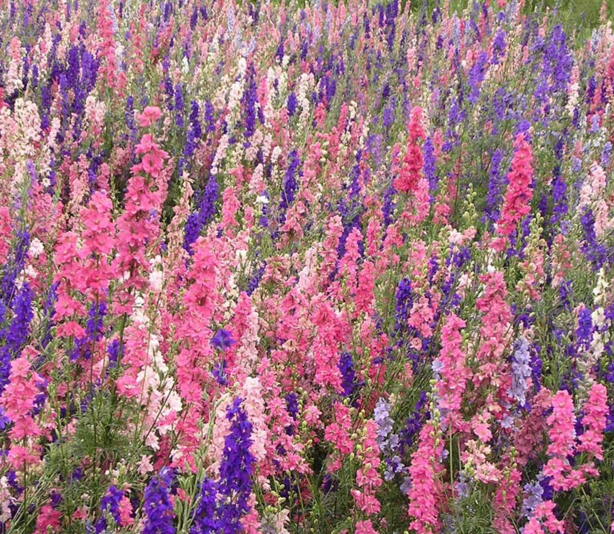 Cut Flower Perfection: Rocket Larkspur Imperial Mix in Arrangements