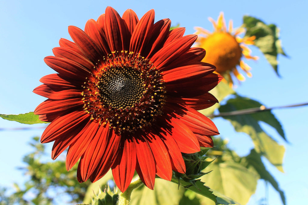 Velvet Queen Sunflower Seeds: The Perfect Choice for Border Planting