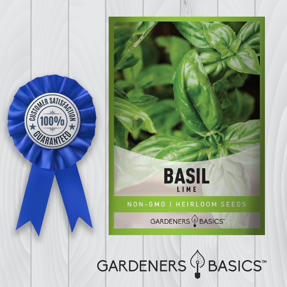 Upgrade Your Herb Garden with Heirloom Lime Basil Seeds