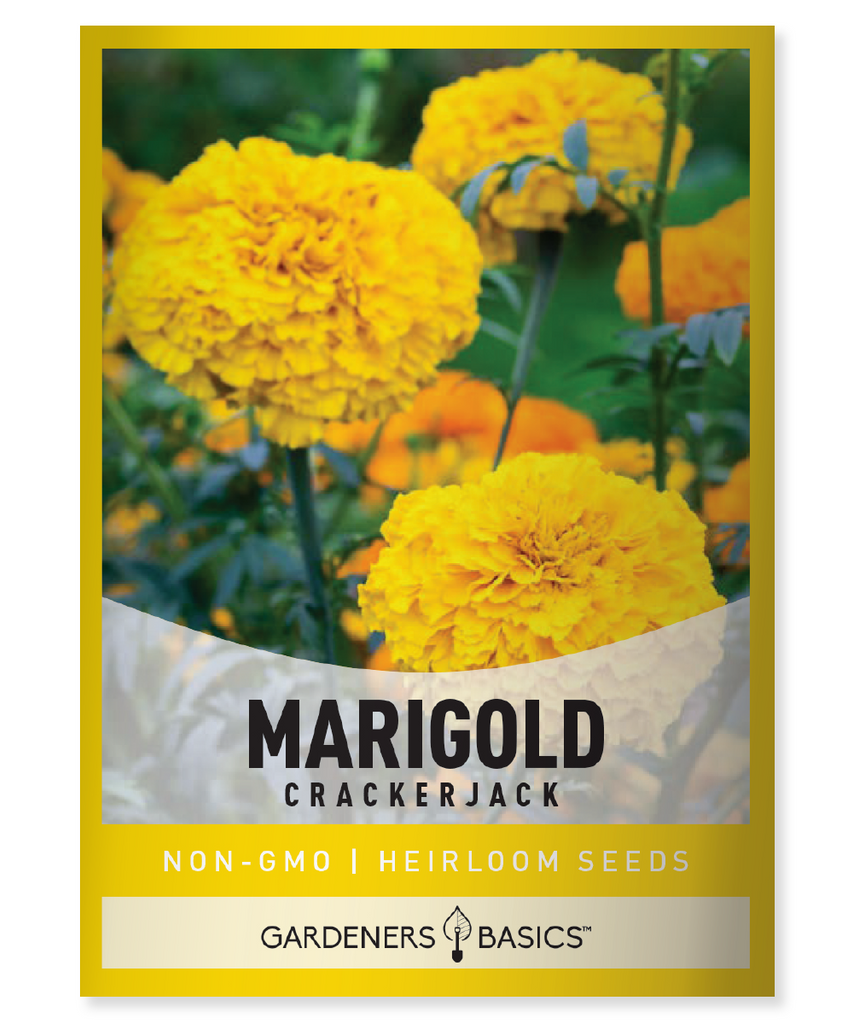 African Marigold Crackerjack Mix Heirloom Tagetes erecta Mixed Colors Annual Full Sun Dry Moderate Moisture 28-36 inches tall Fall Blooming Flowers Summer Blooms Bedding Plants Border Plants Cutting Garden Pest Control Insect Repellent Garden Benefits Gardening Horticulture Botany