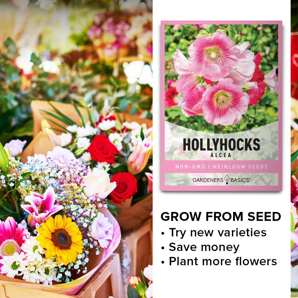 Enhance Your Landscape with Alcea Hollyhocks Flower Seeds